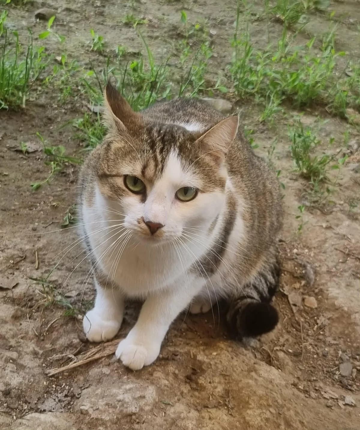 Chat 83068, female 3yo Mixed Breed for adoption at SPA de Marly, Marly