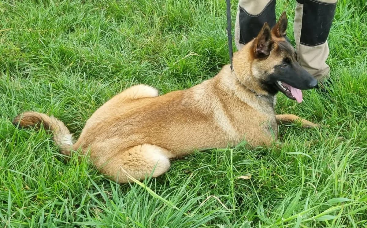 Malinois, female young Mixed Breed for adoption at SPA de Marly, Marly