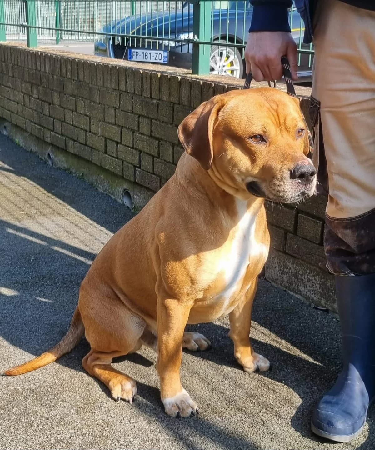 Rex, male 3yo Mixed Breed for adoption at SPA de Marly, Marly