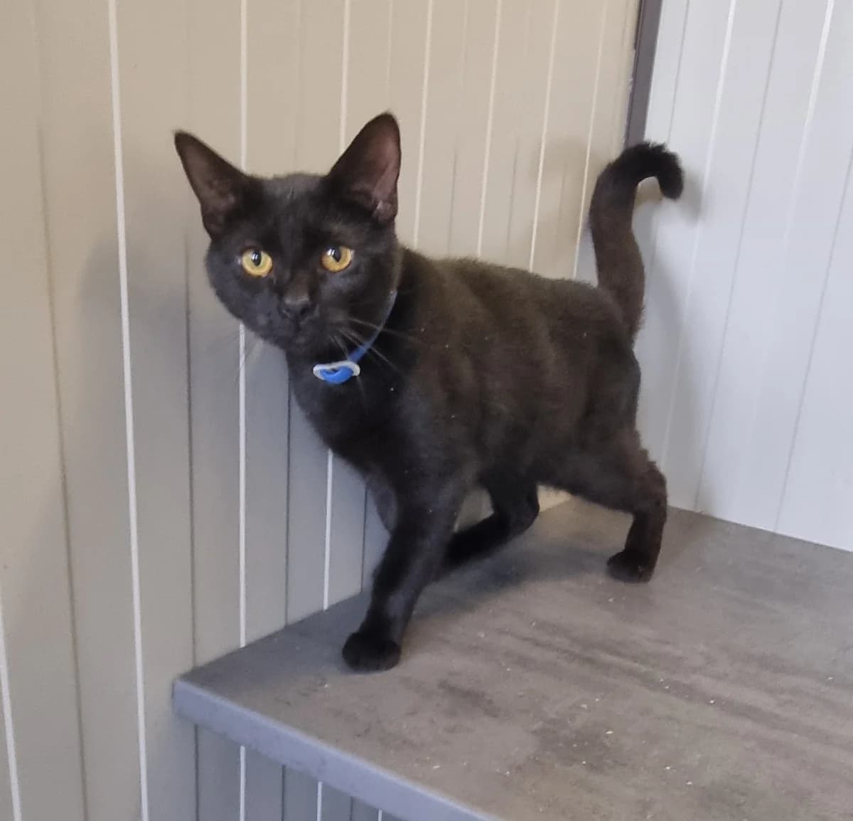 Chat 83773, male young European Shorthair for adoption at SPA de Marly, Marly