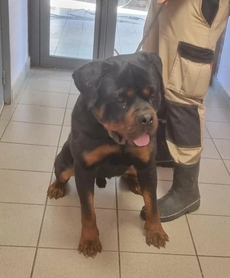 Myron, male young Rottweiler for adoption at SPA de Marly, Marly