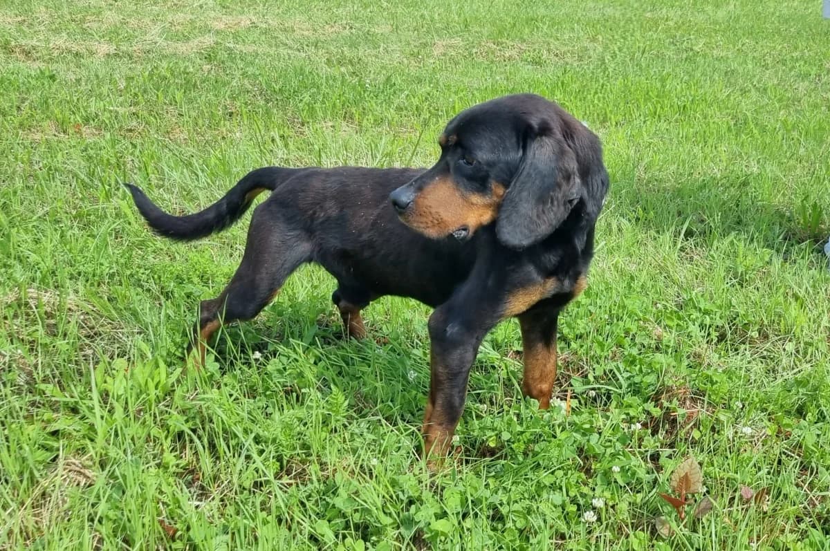 Croisé mâle, male 7yo Mixed Breed for adoption at SPA de Marly, Marly