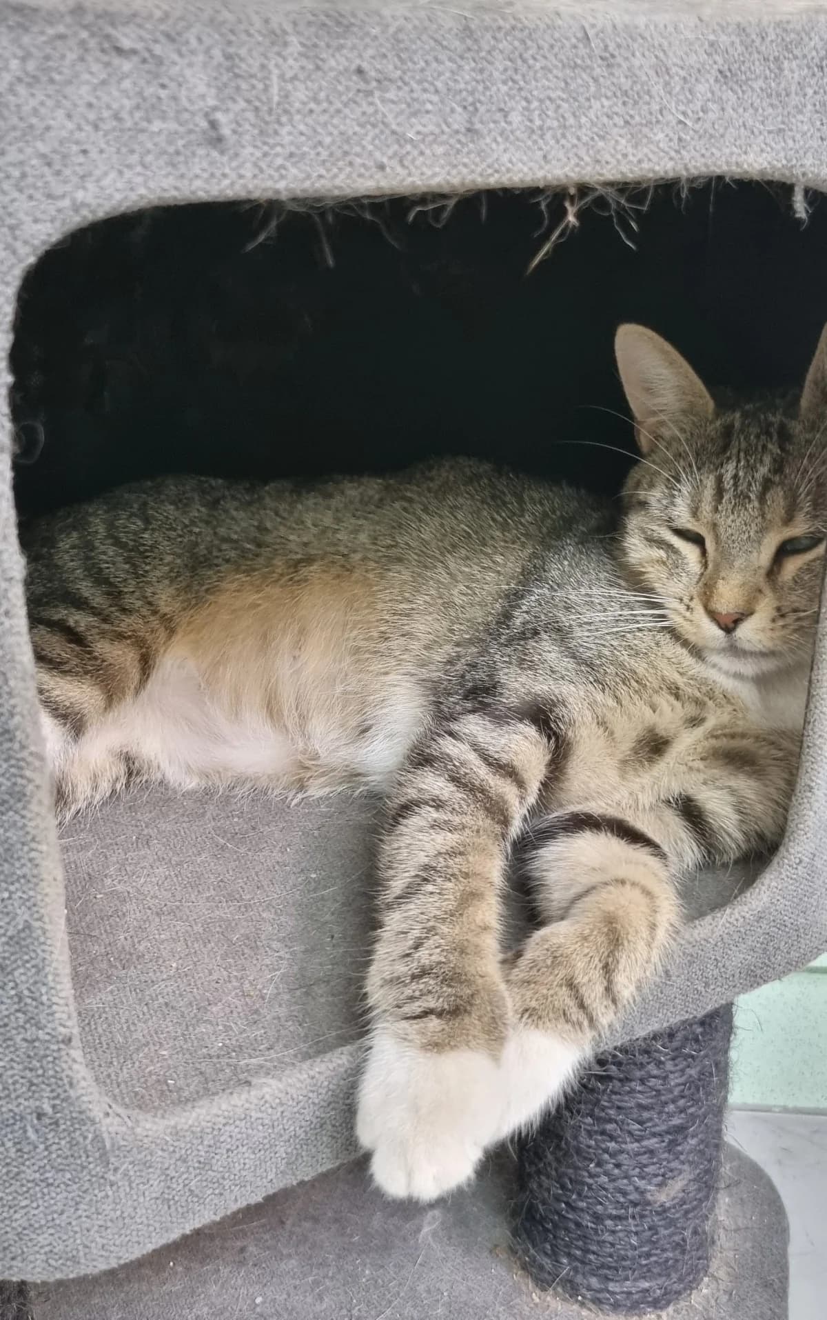 Chatte européenne, young Mixed Breed for adoption at SPA de Marly, Marly