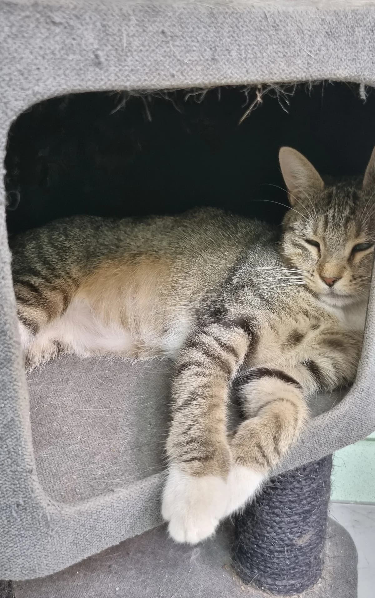 Chatte européenne, young Mixed Breed for adoption at SPA de Marly, Marly