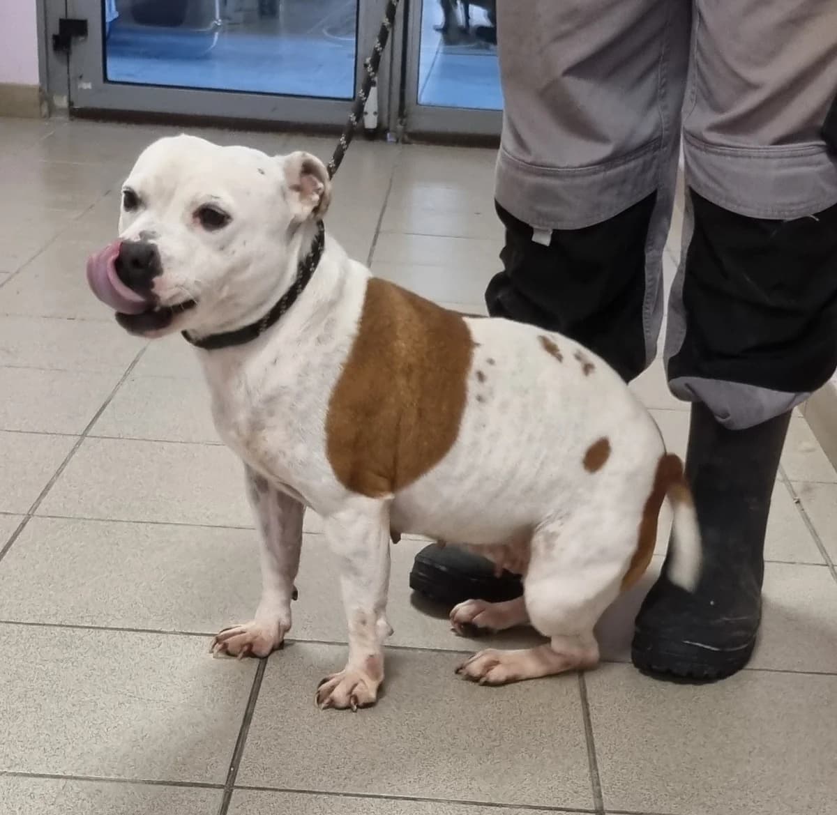 T'Vans, 4yo Mixed Breed for adoption at SPA de Marly, Marly