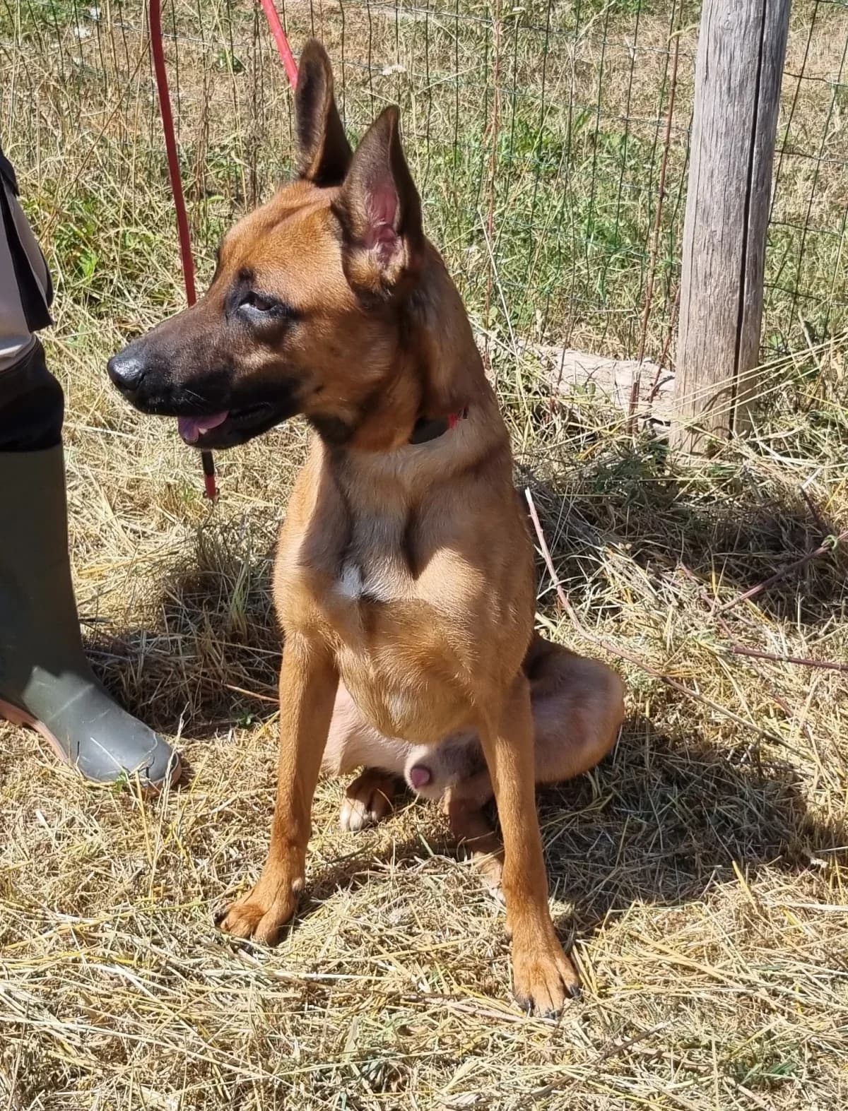 Malinois, male young Mixed Breed for adoption at SPA de Marly, Marly