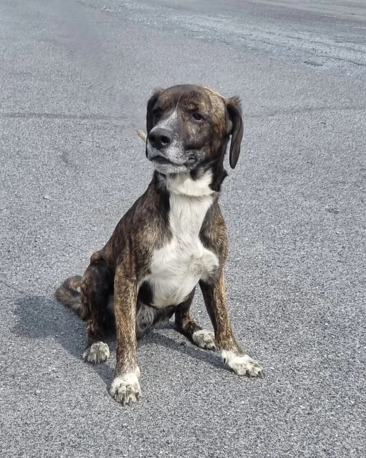 Neyko, male 3yo Labrador Retriever for adoption at SPA de Marly, Marly