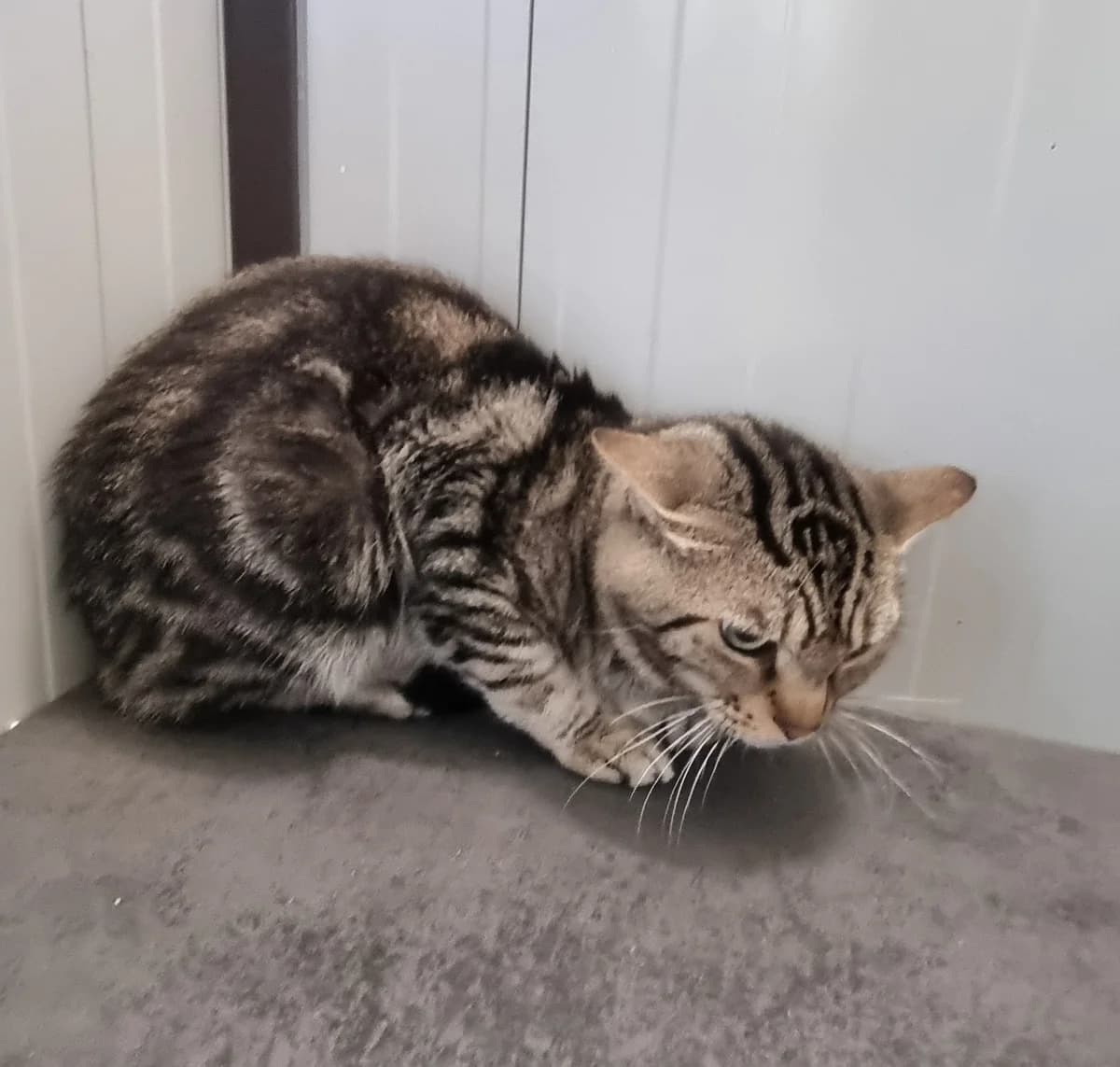 Mayron, male senior European Shorthair for adoption at SPA de Marly, Marly
