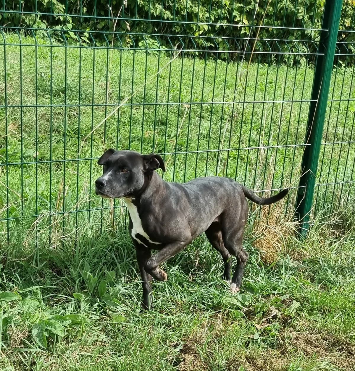 Nala, female 4yo Staffordshire Bull Terrier for adoption at SPA de Marly, Marly