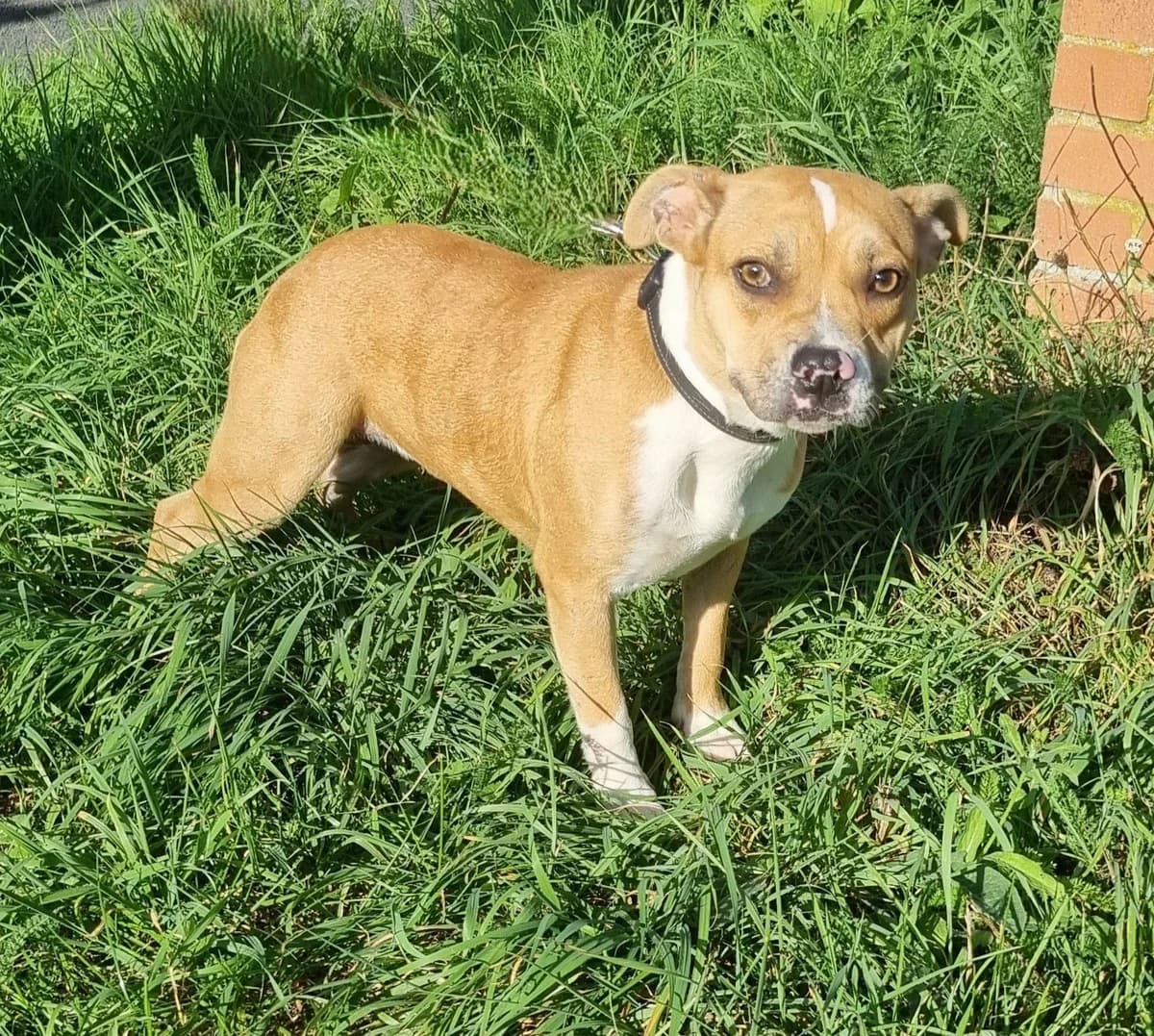 Chien 84063, female young Staffordshire Bull Terrier for adoption at SPA de Marly, Marly