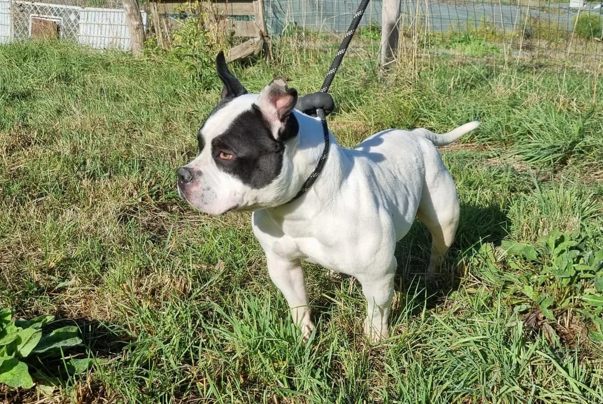 Django, male 3yo American Bully for adoption at SPA de Marly, Marly
