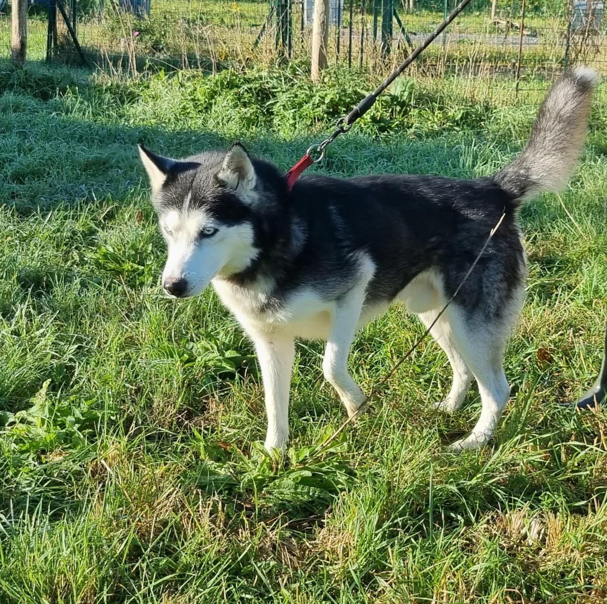 Husky mâle, male Mixed Breed for adoption at SPA de Marly, Marly