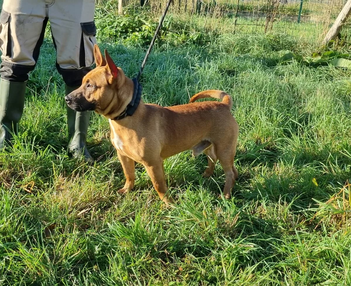 Croisé mâle, male young Mixed Breed for adoption at SPA de Marly, Marly