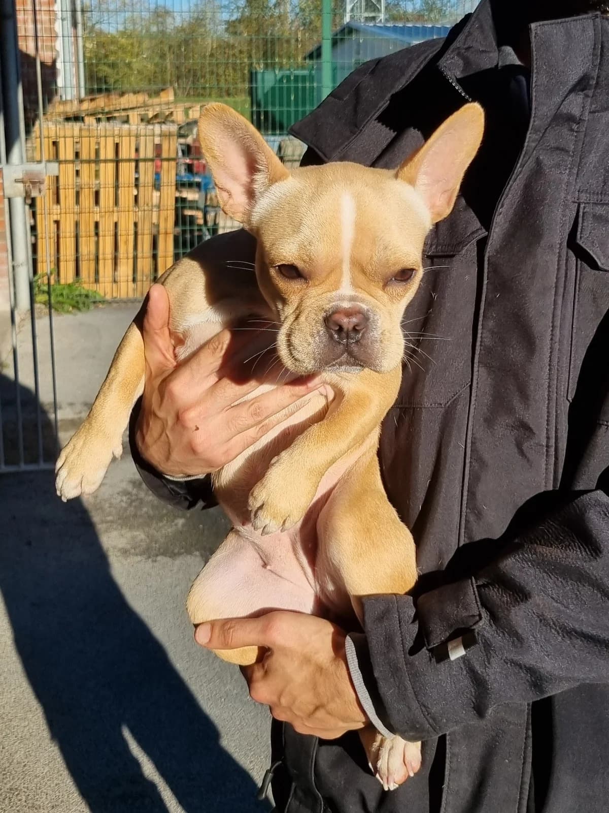 Nala, female puppy Mixed Breed for adoption at SPA de Marly, Marly