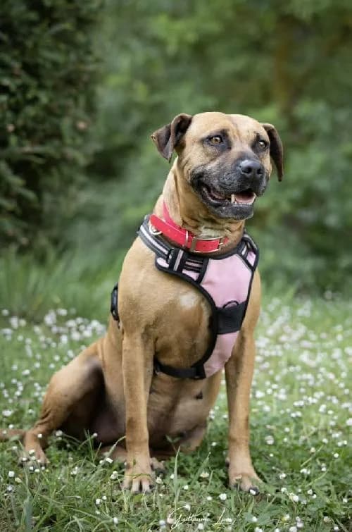 Bonjour, moi c'est Celia, 7yo Pit Bull Terrier for adoption at SPA Marseille Provence, Marseille