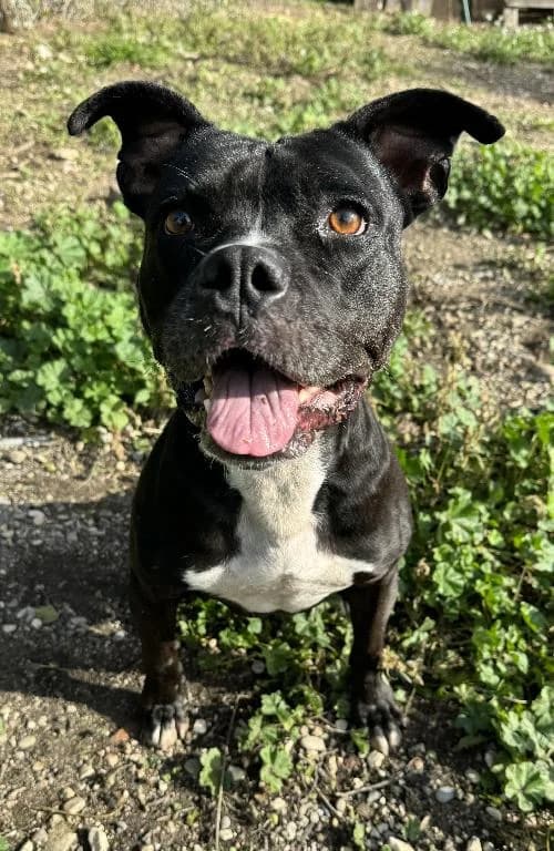 Bonjour, moi c'est Douchka, senior Pit Bull Terrier for adoption at SPA Marseille Provence, Marseille