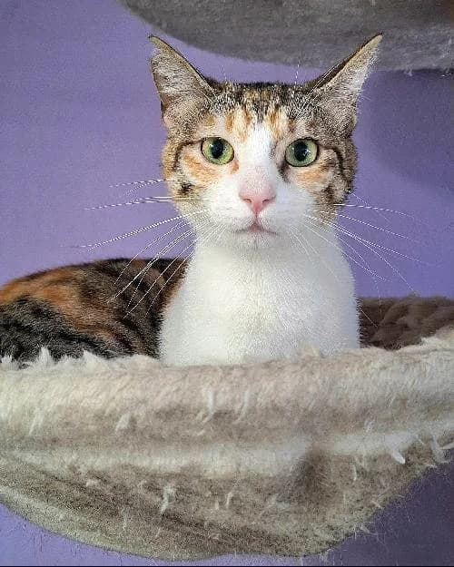 Bonjour, moi c'est Izabela, young Mixed Breed for adoption at SPA Marseille Provence, Marseille
