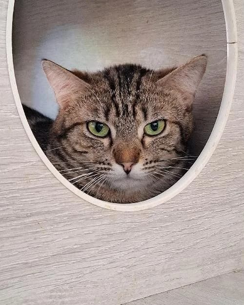 Bonjour, moi c'est Juju, young Mixed Breed for adoption at SPA Marseille Provence, Marseille