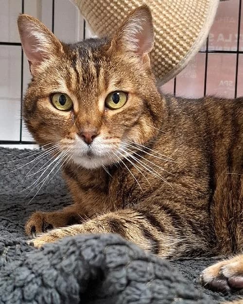 Bonjour, moi c'est Julie, senior Mixed Breed for adoption at SPA Marseille Provence, Marseille