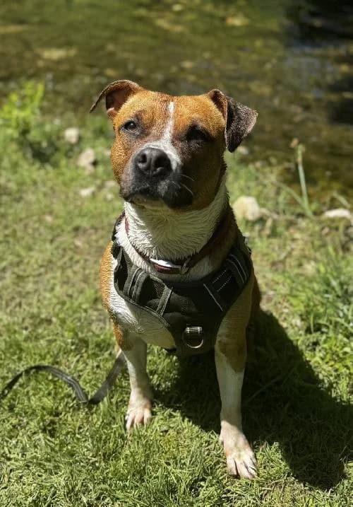 Bonjour, moi c'est Kaila, 3yo Pit Bull Terrier for adoption at SPA Marseille Provence, Marseille