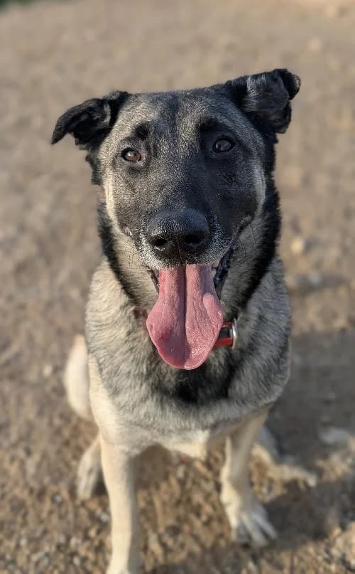 Bonjour, moi c'est Kayser, 6yo Mixed Breed for adoption at SPA Marseille Provence, Marseille