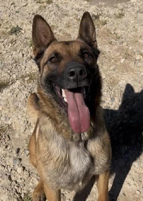 Bonjour, moi c'est Luna, 5yo Mixed Breed for adoption at SPA Marseille Provence, Marseille