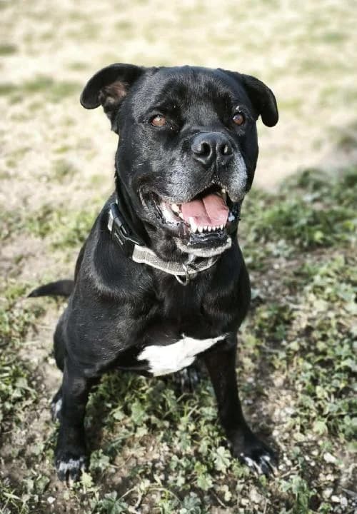Bonjour, moi c'est Malcolm, 3yo Cane Corso for adoption at SPA Marseille Provence, Marseille