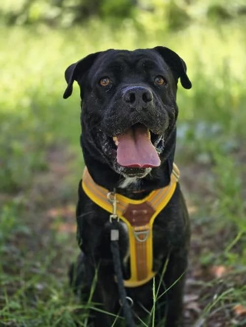 Bonjour, moi c'est Marley, 5yo Cane Corso for adoption at SPA Marseille Provence, Marseille