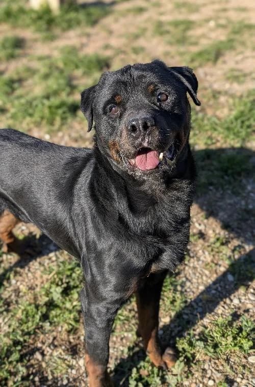 Bonjour, moi c'est Massai, senior Rottweiler for adoption at SPA Marseille Provence, Marseille