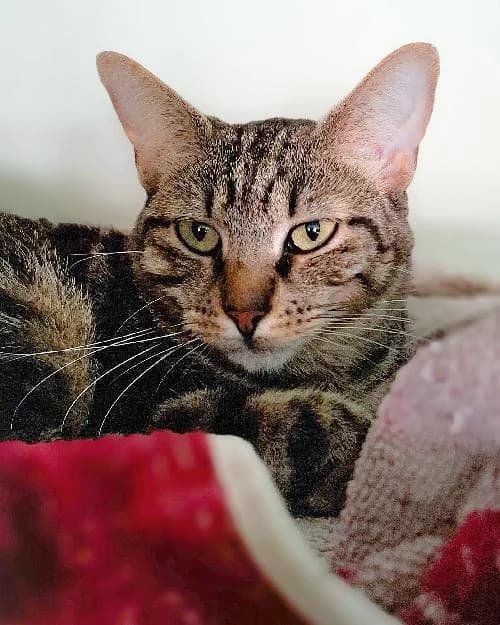 Bonjour, moi c'est May, young Mixed Breed for adoption at SPA Marseille Provence, Marseille