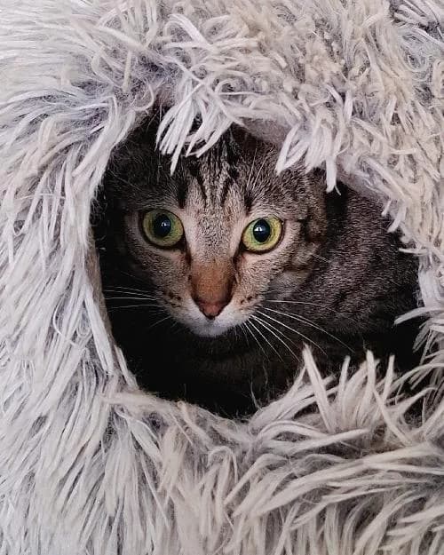 Bonjour, moi c'est, 3yo Mixed Breed for adoption at SPA Marseille Provence, Marseille