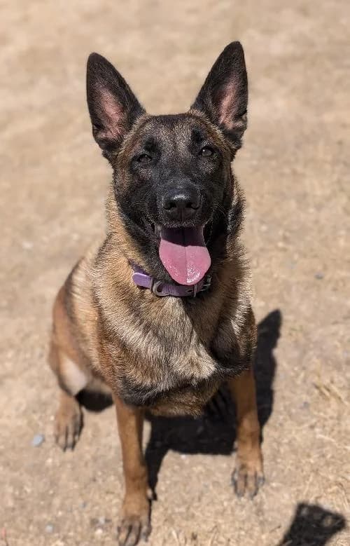 Bonjour, moi c'est Ophélia, 3yo Mixed Breed for adoption at SPA Marseille Provence, Marseille