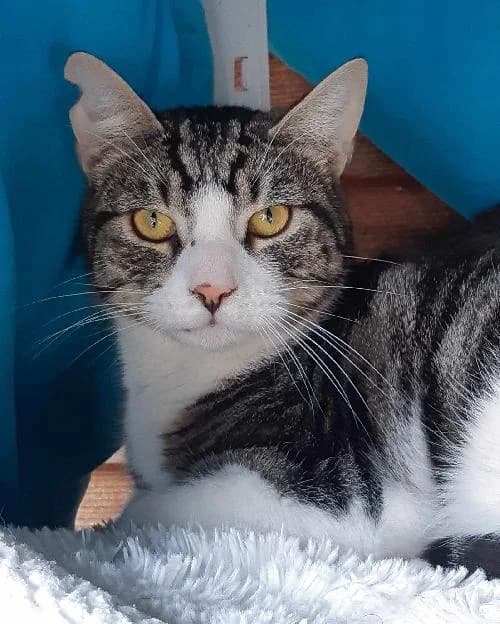 Bonjour, moi c'est Ouistiti, 3yo Mixed Breed for adoption at SPA Marseille Provence, Marseille