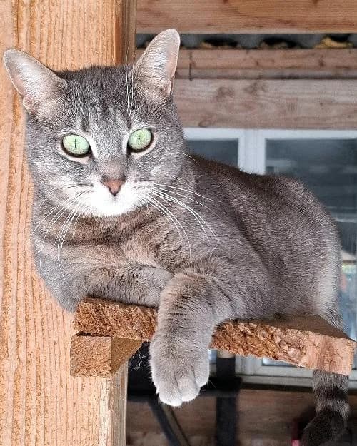 Bonjour, moi c'est Pepita, 3yo Mixed Breed for adoption at SPA Marseille Provence, Marseille