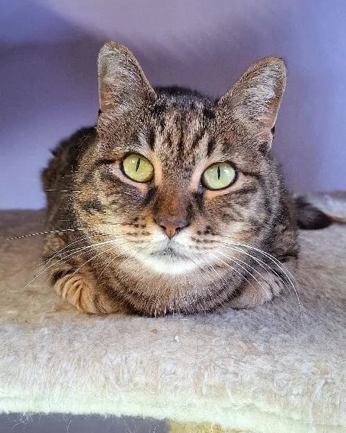 Bonjour, moi c'est Pita, 6yo Mixed Breed for adoption at SPA Marseille Provence, Marseille