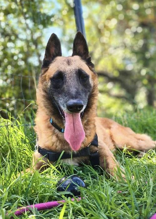 Bonjour, moi c'est Rocki, 5yo Mixed Breed for adoption at SPA Marseille Provence, Marseille