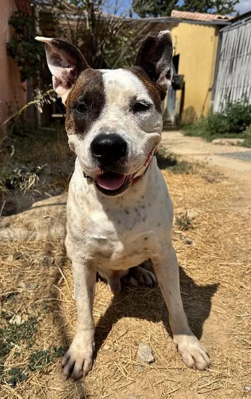Bonjour, moi c'est Rox, 7yo Pit Bull Terrier for adoption at SPA Marseille Provence, Marseille