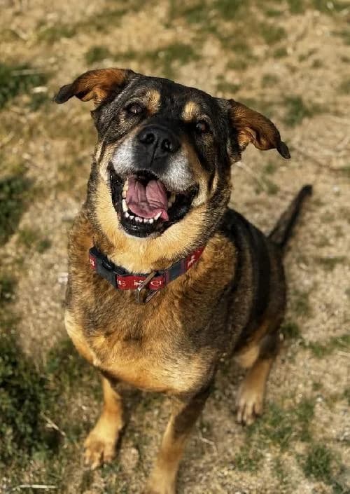 Bonjour, moi c'est Ruby, senior Mixed Breed for adoption at SPA Marseille Provence, Marseille