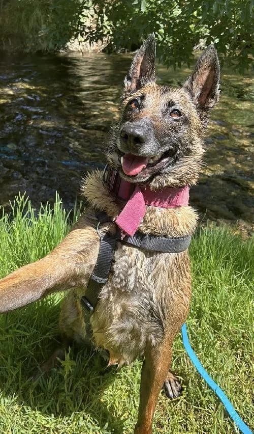 Bonjour, moi c'est Sia, 6yo Mixed Breed for adoption at SPA Marseille Provence, Marseille