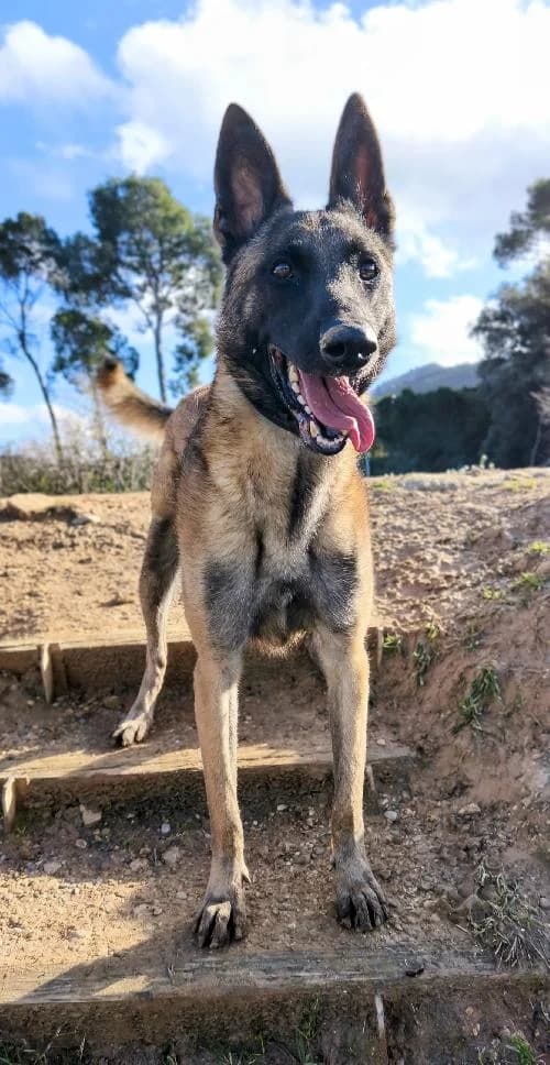 Bonjour, moi c'est Uskar des tommyknockers !, Mixed Breed for adoption at SPA Marseille Provence, Marseille