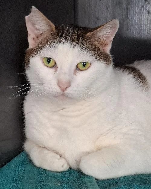 Bonjour, moi c'est Vanille, young Mixed Breed for adoption at SPA Marseille Provence, Marseille