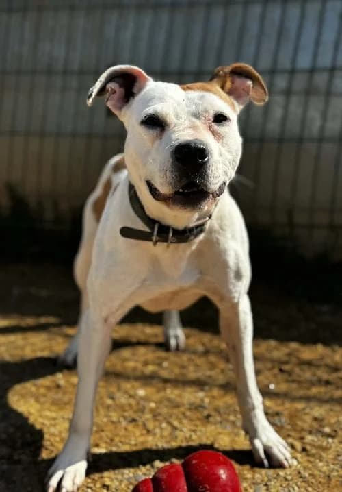 Bonjour, moi c'est Vicky, 6yo Pit Bull Terrier for adoption at SPA Marseille Provence, Marseille