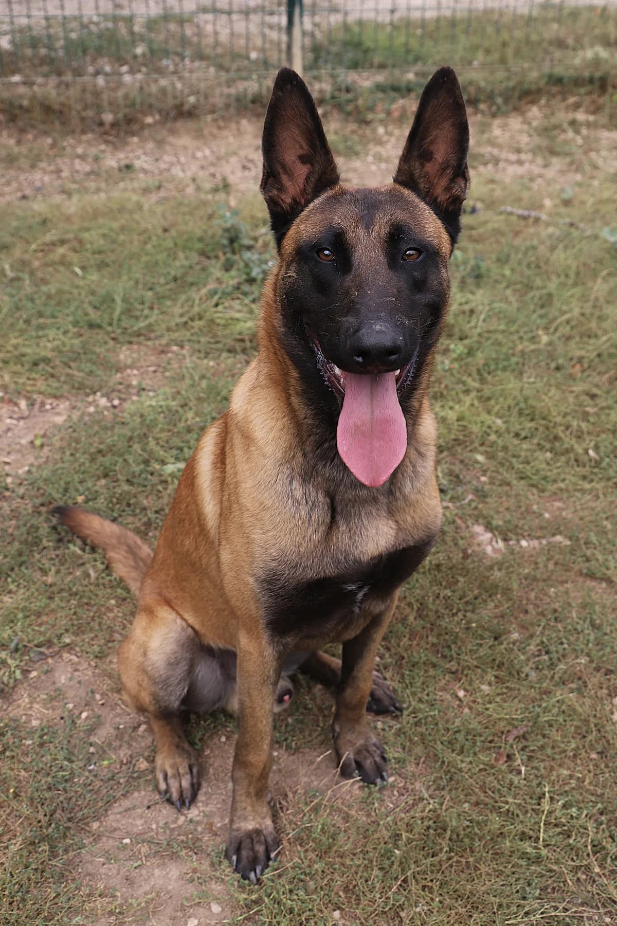 Ace, male Belgian Malinois for adoption at SPA les amis des bêtes — Refuge de Jouvence