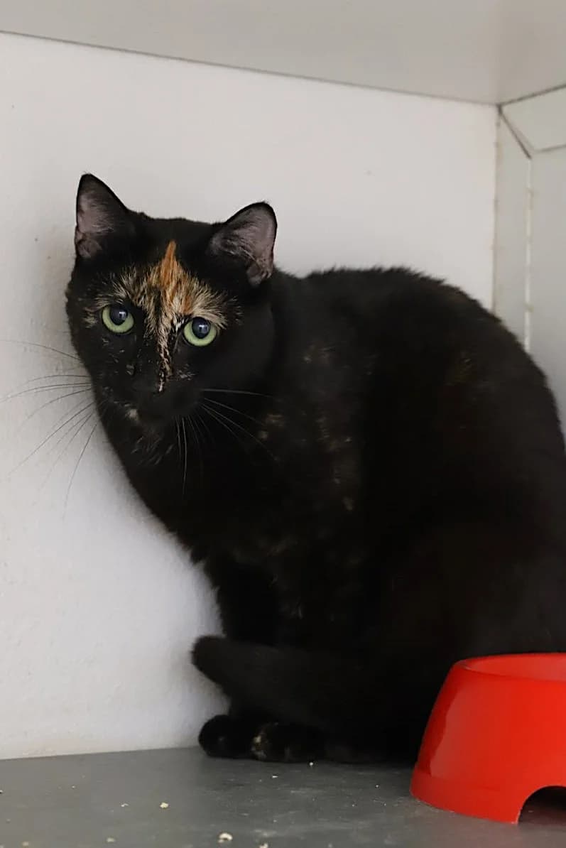 AIRELLE, female European Shorthair for adoption at Refuge de Jouvence - SPA les amis des bêtes