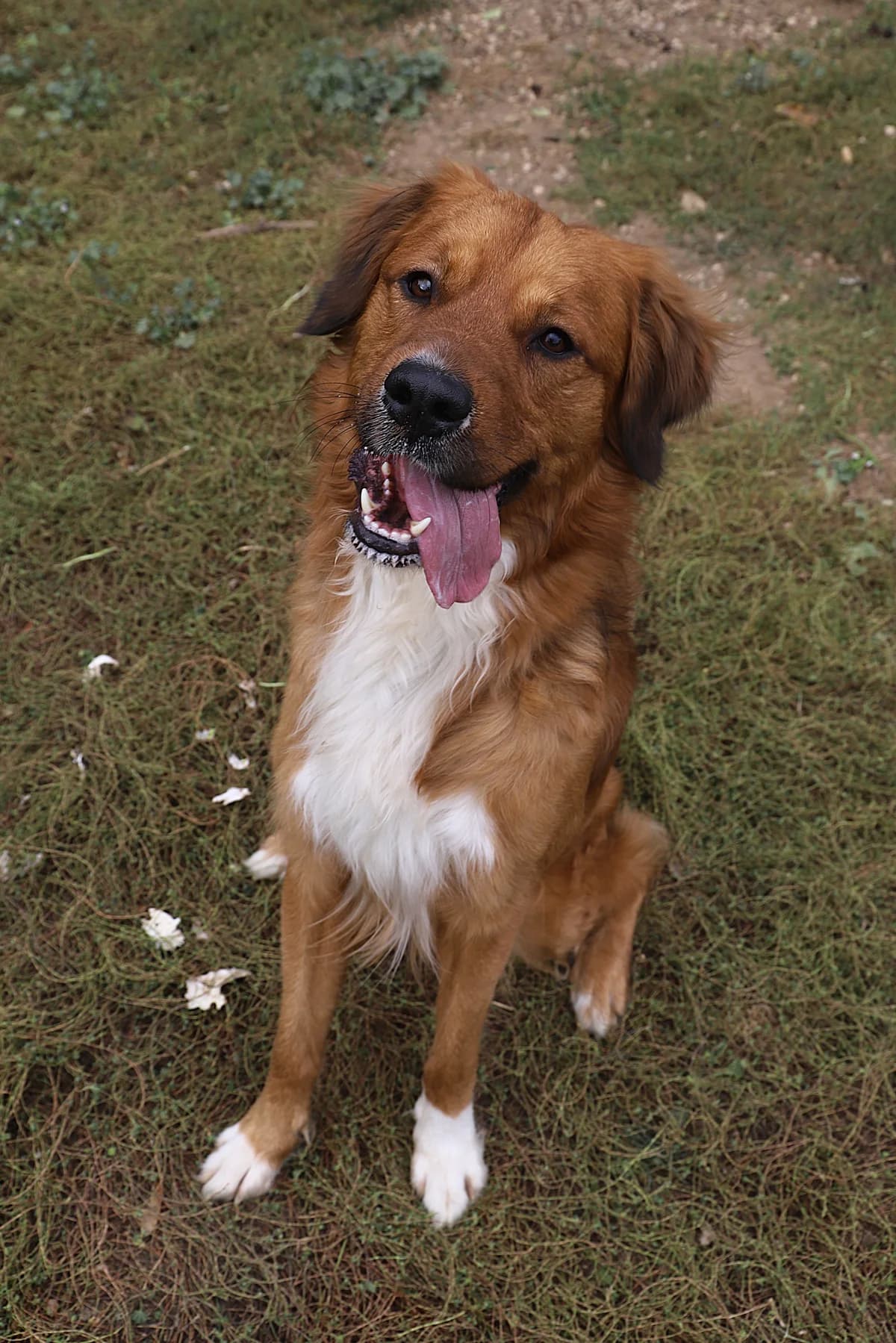 BAKOU, male Mixed Breed for adoption at Refuge de Jouvence - SPA les amis des bêtes