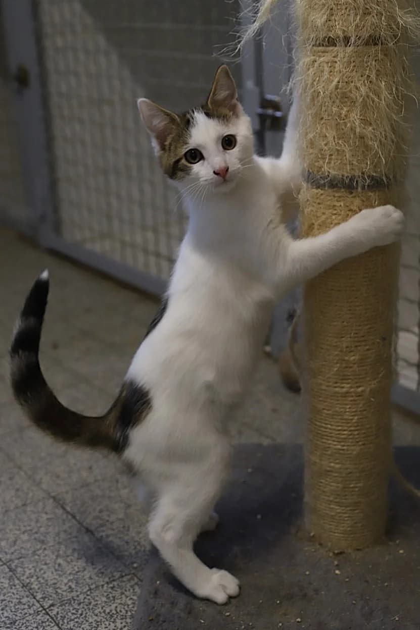 BANDY, male European Shorthair for adoption at Refuge de Jouvence - SPA les amis des bêtes