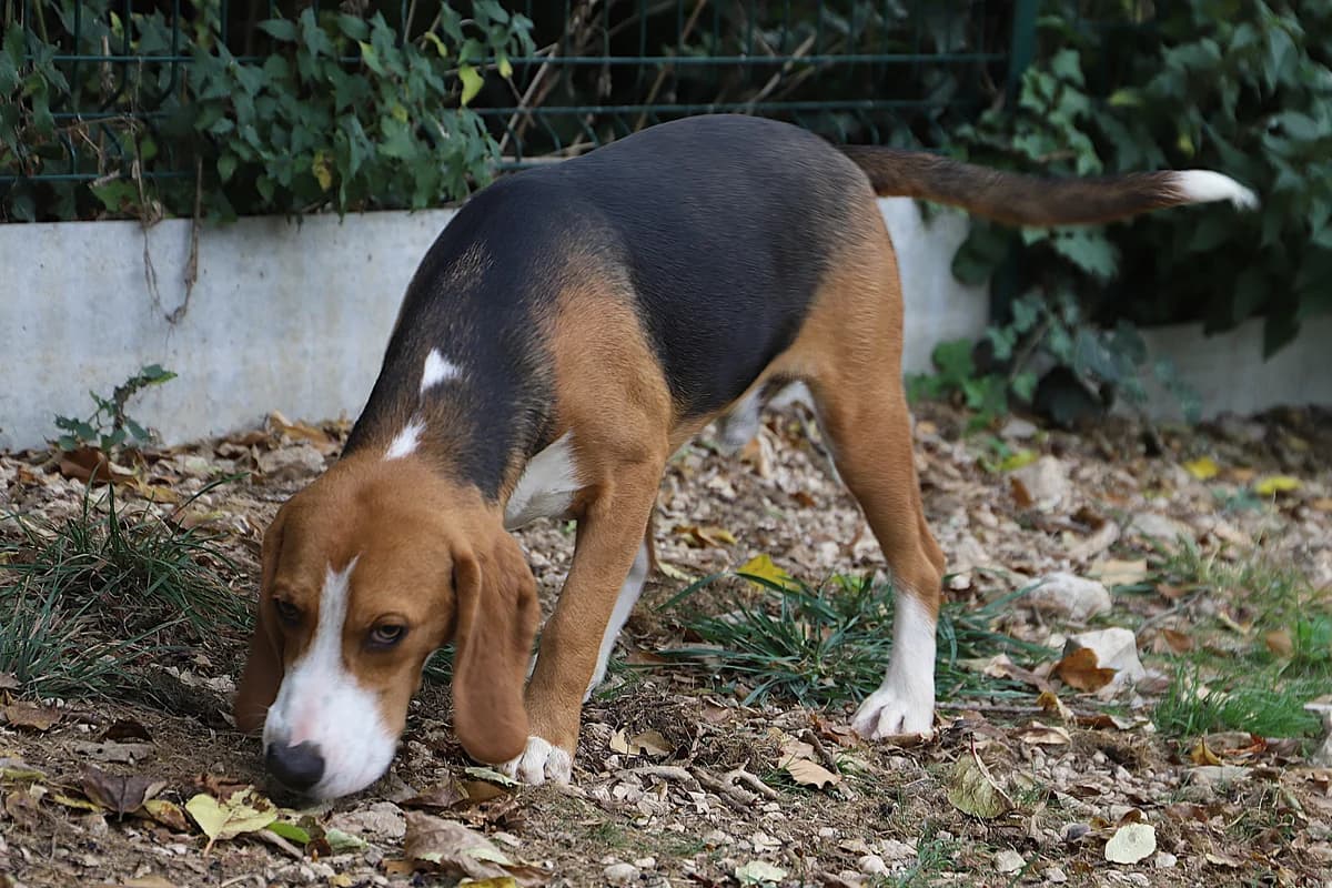Barnabe, male Beagle for adoption at SPA les amis des bêtes — Refuge de Jouvence