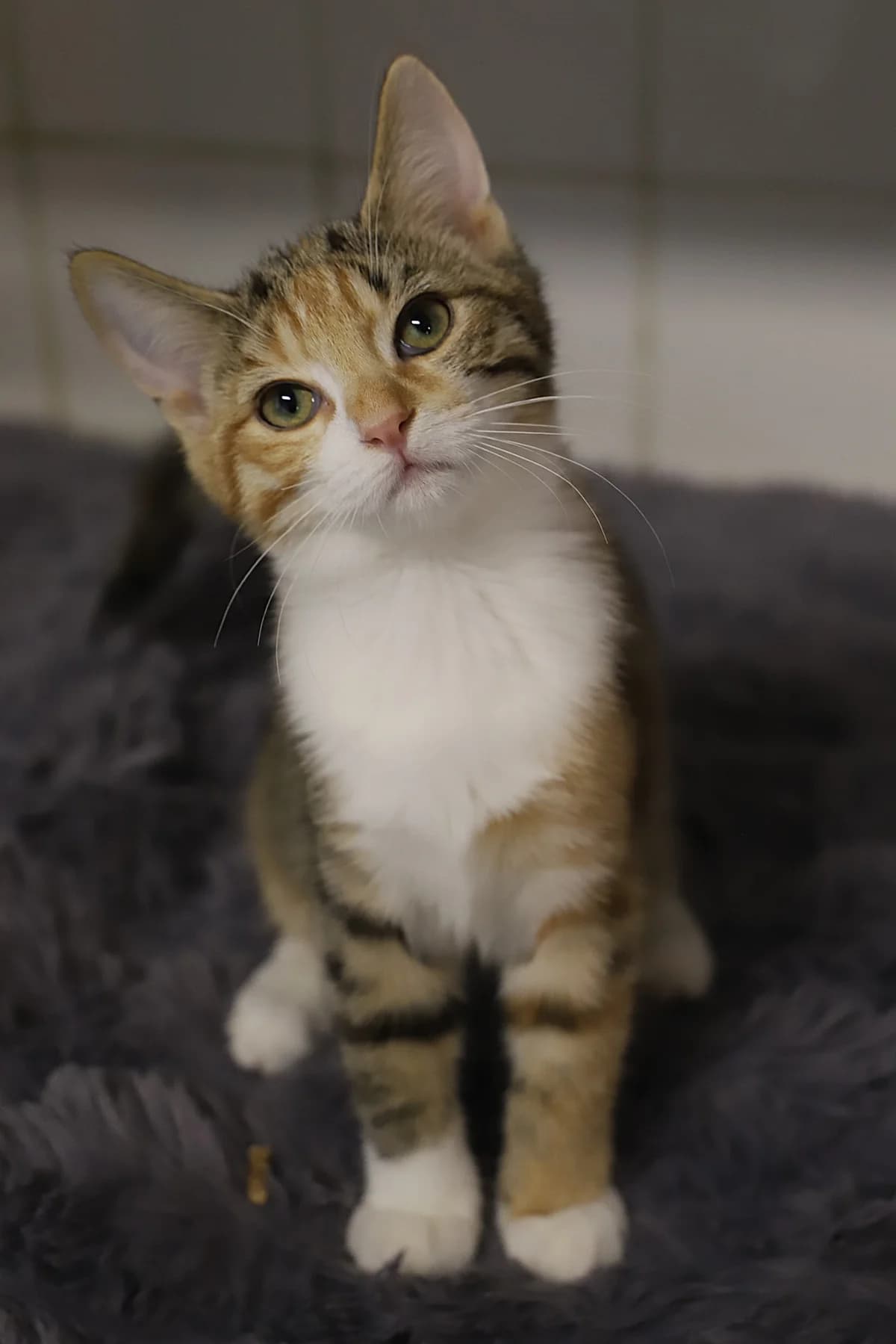 BAYA, female European Shorthair for adoption at Refuge de Jouvence - SPA les amis des bêtes