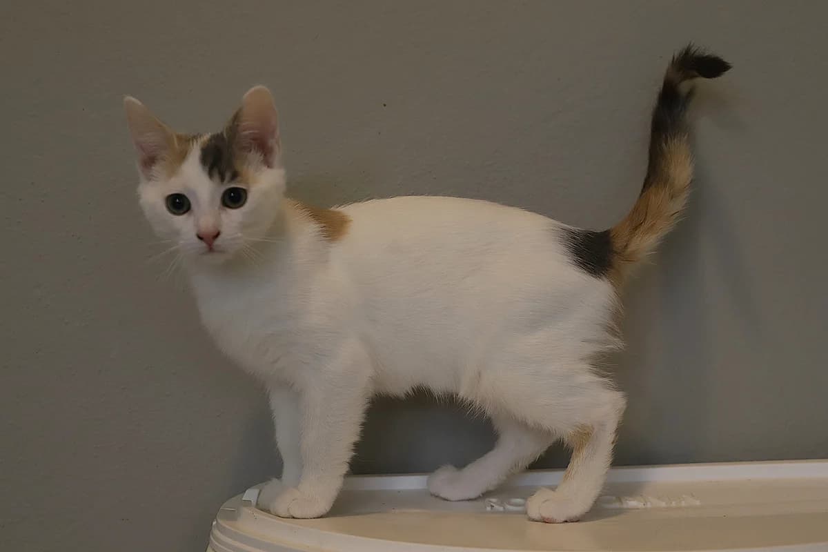 BIANCA, female European Shorthair for adoption at Refuge de Jouvence - SPA les amis des bêtes