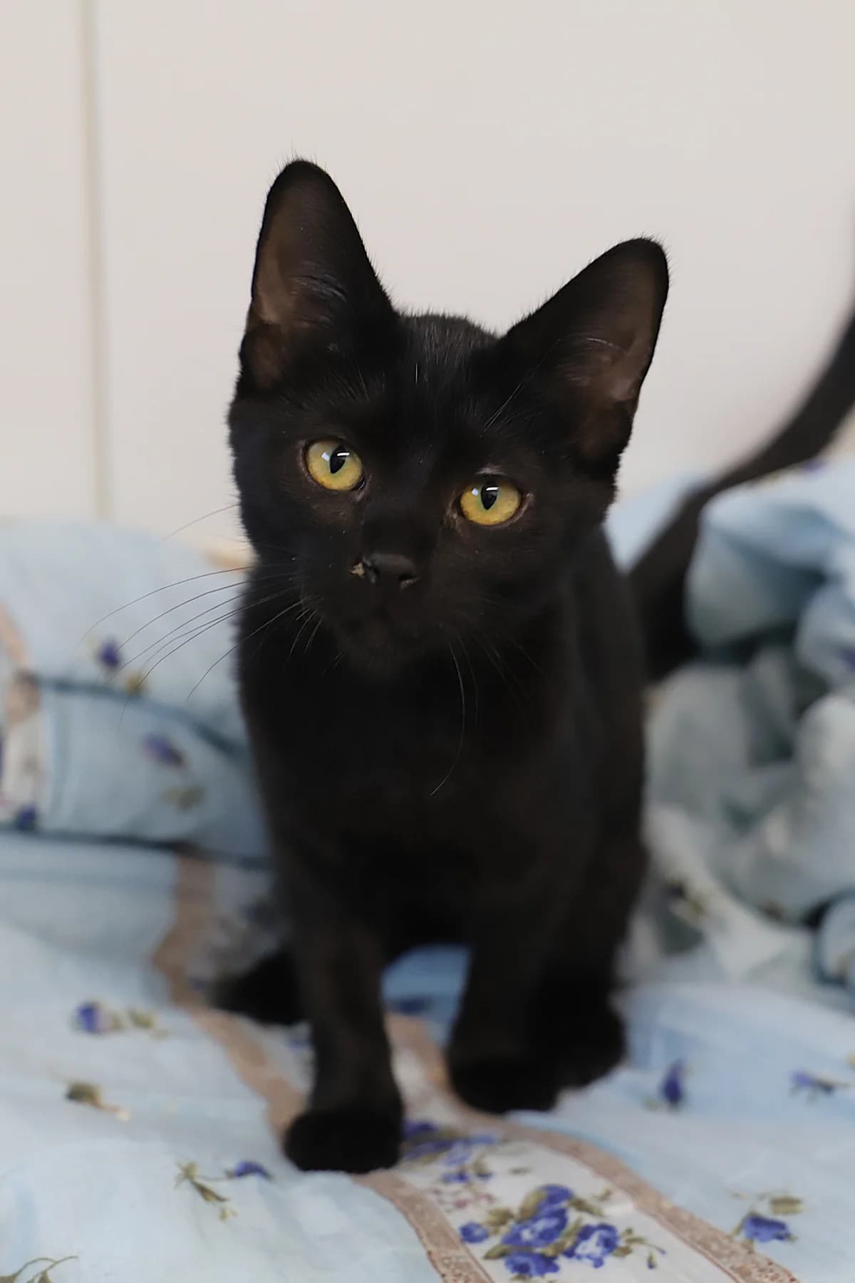 BILLY, male European Shorthair for adoption at Refuge de Jouvence - SPA les amis des bêtes